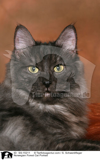 Norwegian Forest Cat Portrait / SS-15211