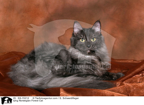 lying Norwegian Forest Cat / SS-15212