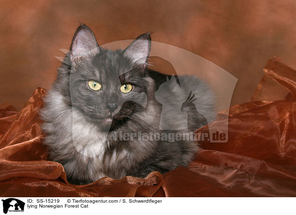 lying Norwegian Forest Cat / SS-15219
