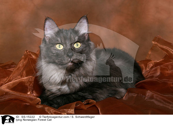 liegende Norwegische Waldkatze / lying Norwegian Forest Cat / SS-15222