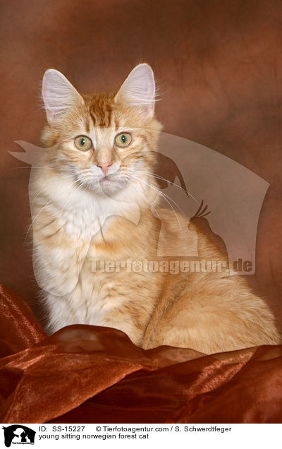 young sitting norwegian forest cat / SS-15227