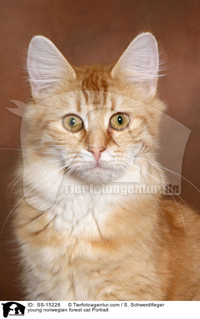 young norwegian forest cat Portrait / SS-15228
