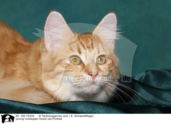 junge Norwegische Waldkatze im Portrait / young norwegian forest cat Portrait / SS-15234