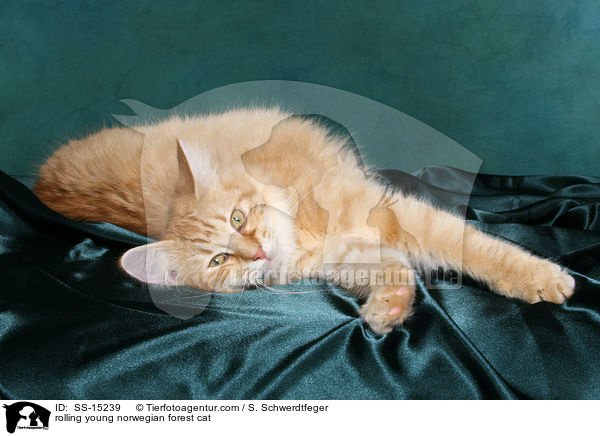 rolling young norwegian forest cat / SS-15239