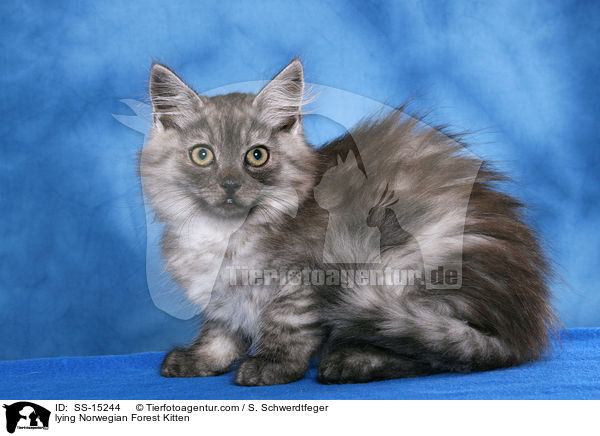 liegendes Norwegisches Waldkatze Ktzchen / lying Norwegian Forest Kitten / SS-15244