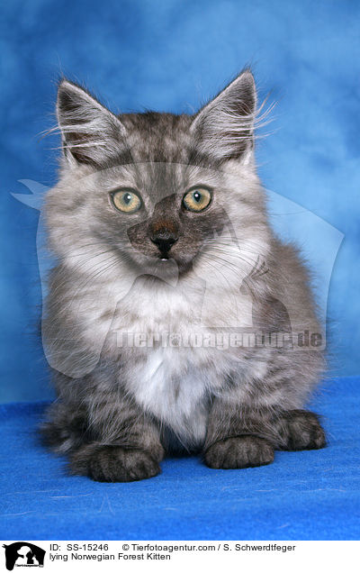 liegendes Norwegisches Waldkatze Ktzchen / lying Norwegian Forest Kitten / SS-15246