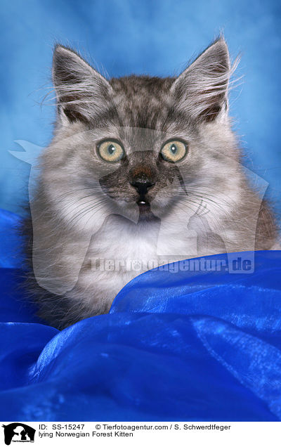 liegendes Norwegisches Waldkatze Ktzchen / lying Norwegian Forest Kitten / SS-15247