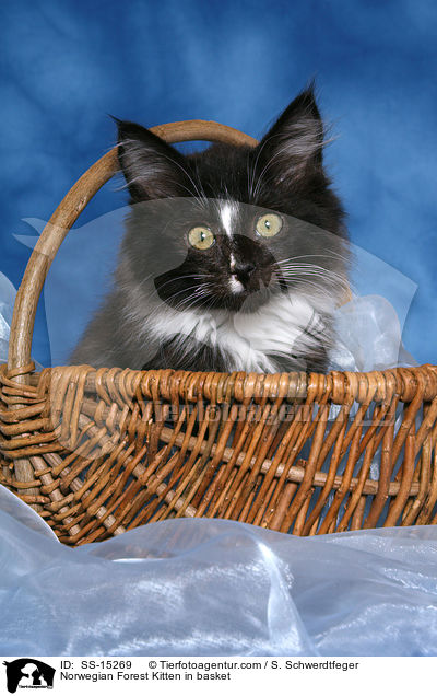 Norwegisches Waldkatze Ktzchen im Krbchen / Norwegian Forest Kitten in basket / SS-15269