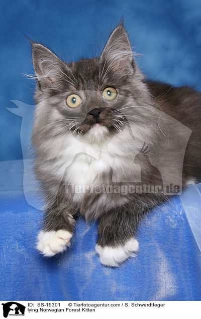 liegendes Norwegisches Waldkatze Ktzchen / lying Norwegian Forest Kitten / SS-15301