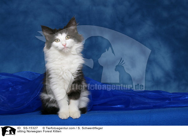 sitzendes Norwegisches Waldkatze Ktzchen / sitting Norwegian Forest Kitten / SS-15327