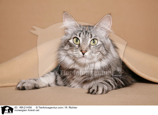 Norwegische Waldkatze / norwegian forest cat / RR-21456