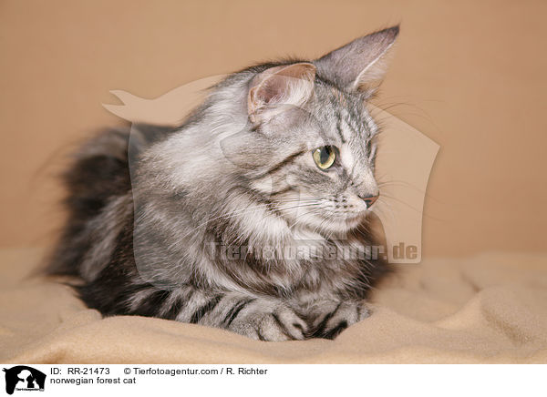 Norwegische Waldkatze / norwegian forest cat / RR-21473