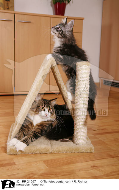 Norwegische Waldkatze / norwegian forest cat / RR-21597