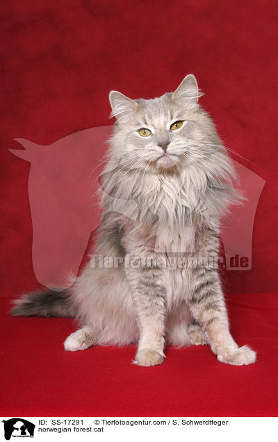 Norwegische Waldkatze Portrait / norwegian forest cat / SS-17291