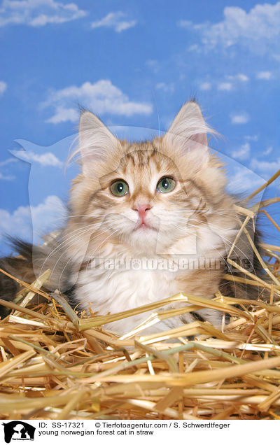 junge Norwegische Waldkatze im Stroh / young norwegian forest cat in straw / SS-17321