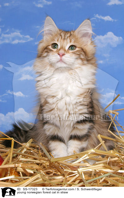 junge Norwegische Waldkatze im Stroh / young norwegian forest cat in straw / SS-17323