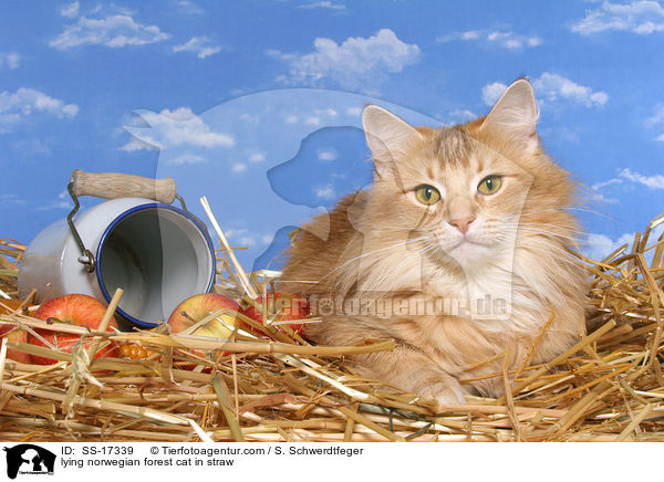 lying norwegian forest cat in straw / SS-17339