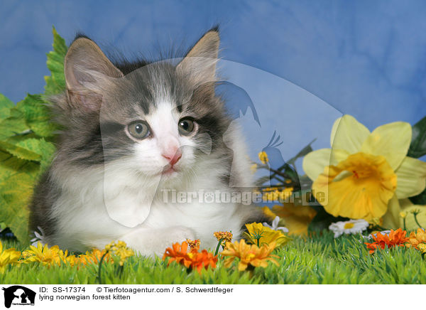 liegendes Norwegisches Waldkatze Ktzchen / lying norwegian forest kitten / SS-17374