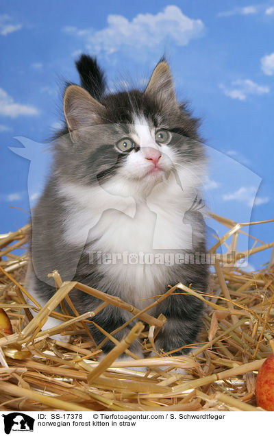 Norwegisches Waldkatze Ktzchen im Stroh / norwegian forest kitten in straw / SS-17378