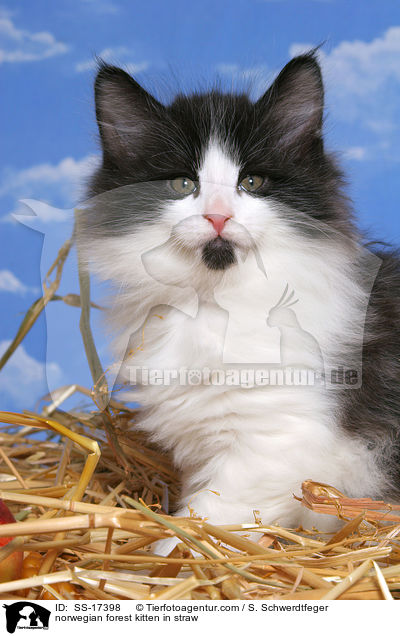 Norwegisches Waldkatze Ktzchen im Stroh / norwegian forest kitten in straw / SS-17398