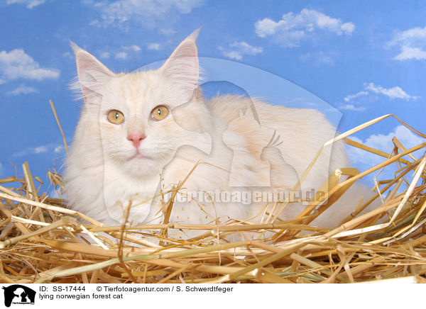 liegende Norwegische Waldkatze / lying norwegian forest cat / SS-17444