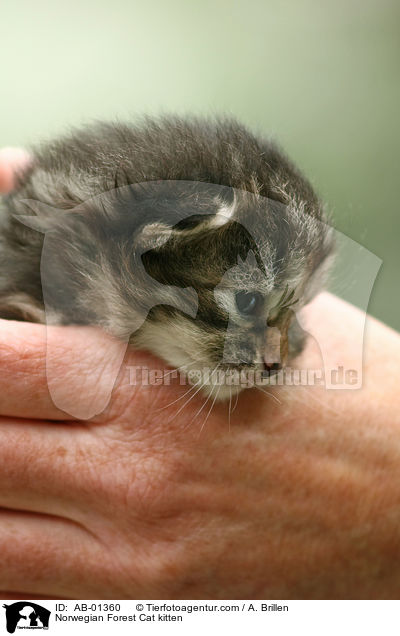 Norwegische Waldkatze Ktzchen / Norwegian Forest Cat kitten / AB-01360