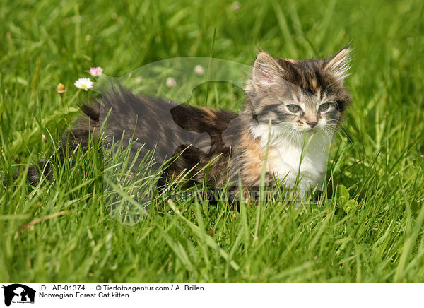 Norwegische Waldkatze Ktzchen / Norwegian Forest Cat kitten / AB-01374