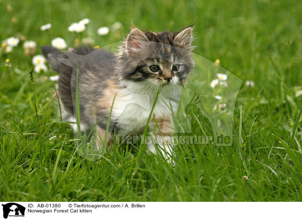 Norwegische Waldkatze Ktzchen / Norwegian Forest Cat kitten / AB-01380