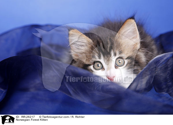 Norwegisches Waldktzchen / Norwegian Forest Kitten / RR-26217