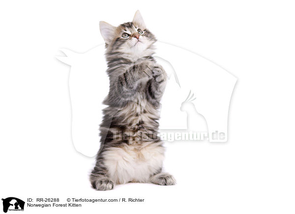 Norwegisches Waldktzchen / Norwegian Forest Kitten / RR-26288