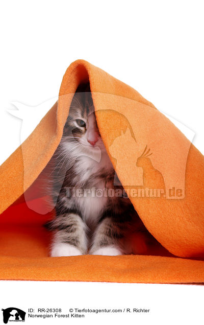 Norwegisches Waldktzchen / Norwegian Forest Kitten / RR-26308