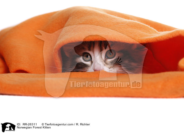 Norwegisches Waldktzchen / Norwegian Forest Kitten / RR-26311
