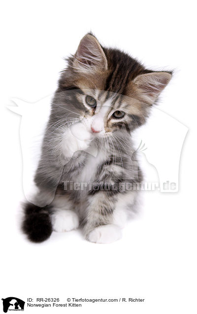 Norwegisches Waldktzchen / Norwegian Forest Kitten / RR-26326