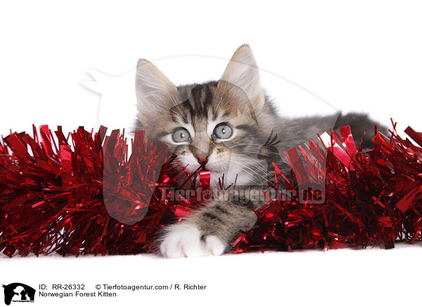 Norwegisches Waldktzchen / Norwegian Forest Kitten / RR-26332