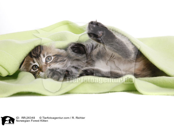 Norwegisches Waldktzchen / Norwegian Forest Kitten / RR-26348
