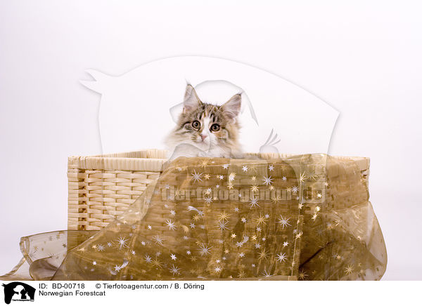 Norwegische Waldkatze / Norwegian Forestcat / BD-00718