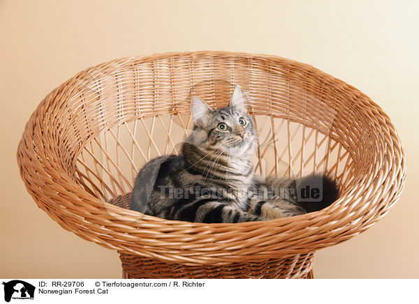 Norwegische Waldkatze / Norwegian Forest Cat / RR-29706