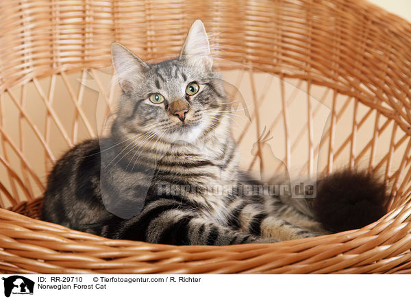 Norwegische Waldkatze / Norwegian Forest Cat / RR-29710