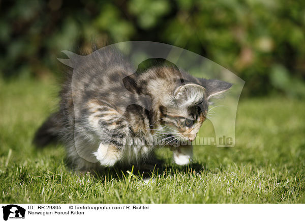 Norwegisches Waldktzchen / Norwegian Forest Kitten / RR-29805