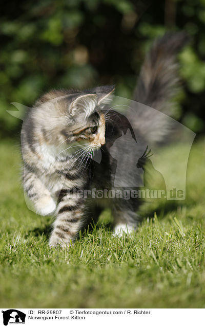 Norwegisches Waldktzchen / Norwegian Forest Kitten / RR-29807