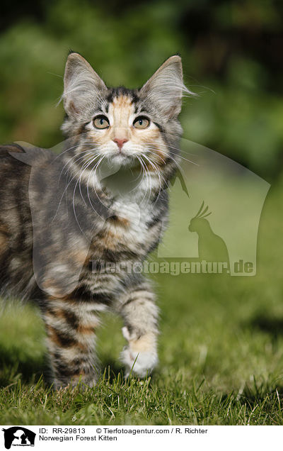 Norwegisches Waldktzchen / Norwegian Forest Kitten / RR-29813