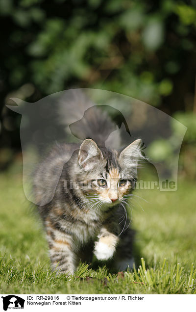 Norwegisches Waldktzchen / Norwegian Forest Kitten / RR-29816