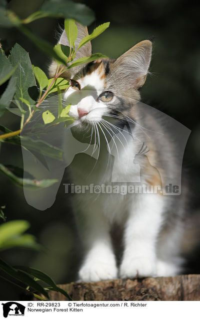 Norwegisches Waldktzchen / Norwegian Forest Kitten / RR-29823