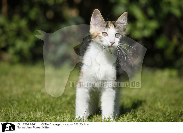 Norwegisches Waldktzchen / Norwegian Forest Kitten / RR-29841