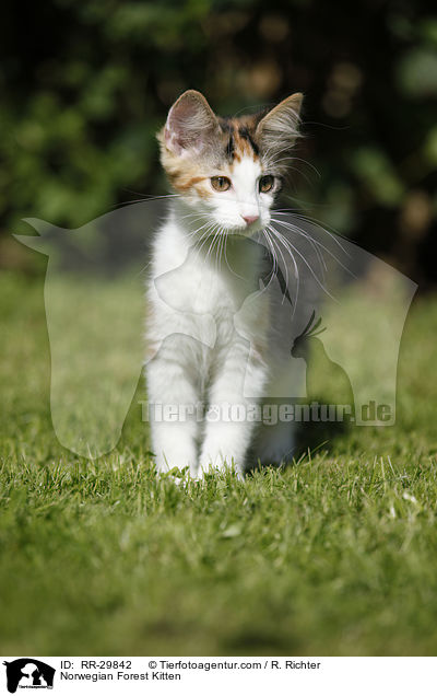 Norwegisches Waldktzchen / Norwegian Forest Kitten / RR-29842