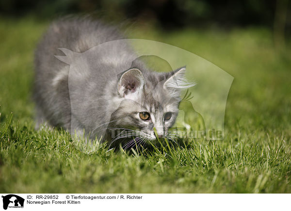 Norwegisches Waldktzchen / Norwegian Forest Kitten / RR-29852