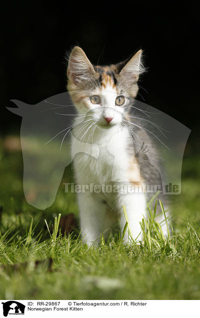 Norwegisches Waldktzchen / Norwegian Forest Kitten / RR-29867