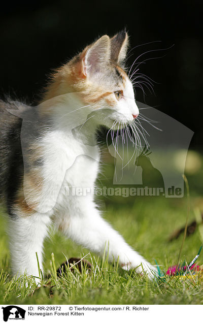 Norwegisches Waldktzchen / Norwegian Forest Kitten / RR-29872