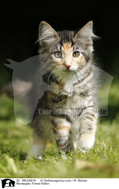 Norwegisches Waldktzchen / Norwegian Forest Kitten / RR-29876