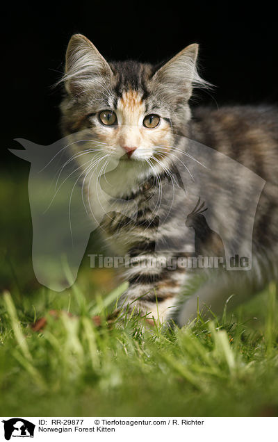 Norwegisches Waldktzchen / Norwegian Forest Kitten / RR-29877